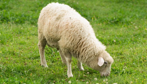 Sheep