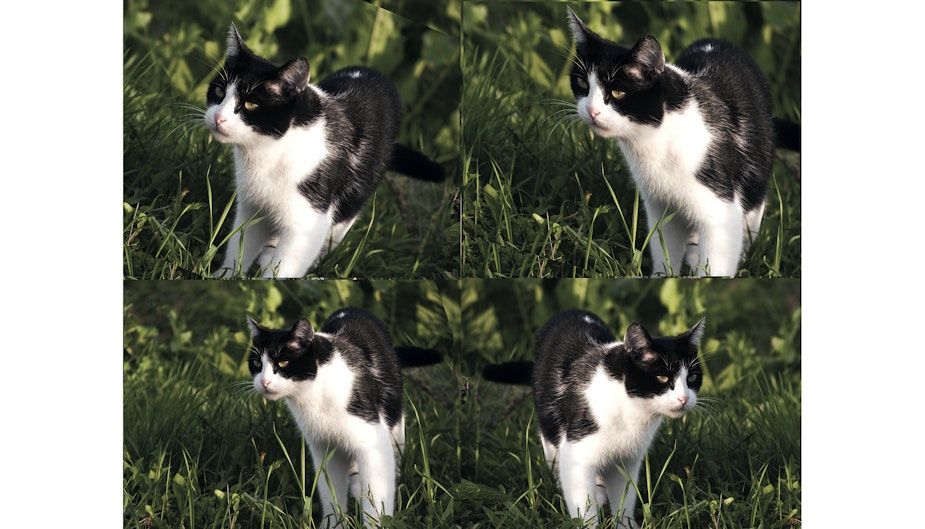 Ai Cats
