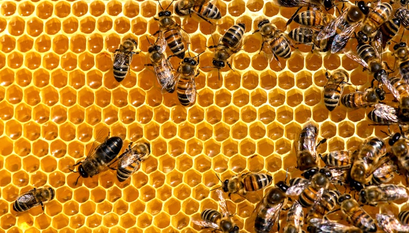 Robot Swarm Oct19
