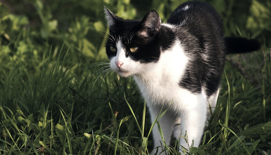 Ai Cat