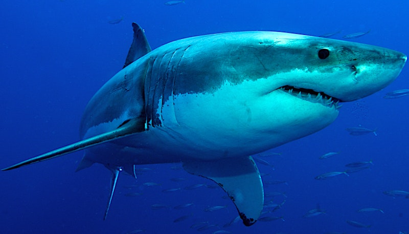 Shark